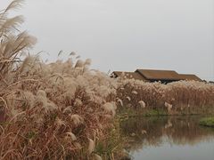 -宁波杭州湾国家湿地公园