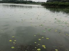 -丁香湖公园