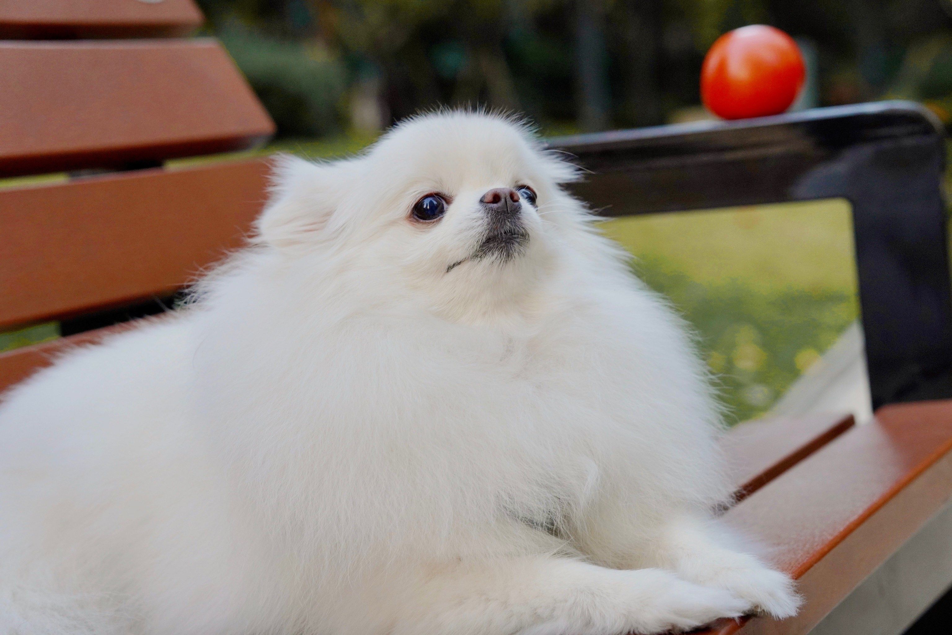 让我抗抗是谁家小博美还没拥有银杏大片