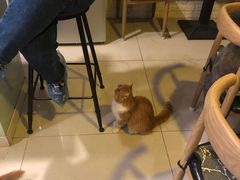等位区-平行世界·猫咖(首经贸店)
