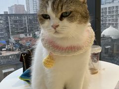 -怪兽屋·羊驼·猫咖·狗咖(俊华广场店)