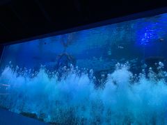 -哈尔滨波塞冬海底世界