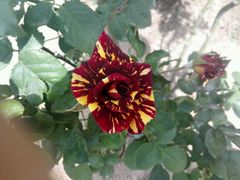 -人民公园(罗湖区)