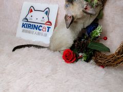-十年猫舍·猫咪专门店(普陀店)