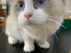 -爱侣宠医·鹦鹉专科·小型哺乳类·异宠专科(灵石路店)