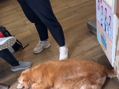 -爱侣·安琦尔宠物医院·中兽医针灸·心内科·狂犬免疫点(宝山区院)