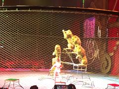 -珠海横琴长隆《卡卡虎奇遇记》