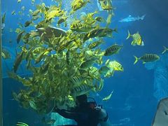 -太平洋海底世界