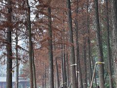 -重庆彩云湖湿地公园