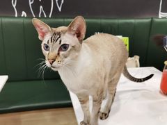 -安格丽娜·狗咖·猫咖羊驼咖(春熙路百盛商场店)