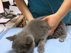 -美联众合动物医院·24h转诊中心
