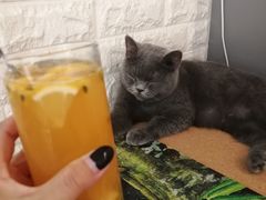 -平行世界·猫咖(首经贸店)