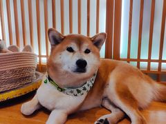 -猫小主咖啡·猫咖cat cafe(福田店)