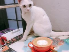 -猫色咖啡·猫咖