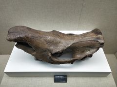 -呼伦贝尔民族博物馆