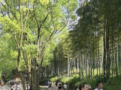 -东明山森林公园