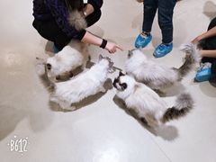 -藏猫猫咖啡主题馆(中央大道店)