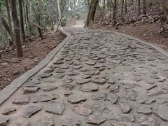 -上海佘山国家森林公园天马山园