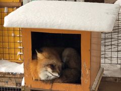 -宫城藏王狐狸村