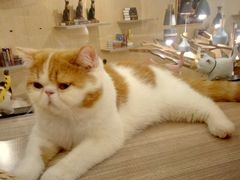 -飞行喵MR PILOT|猫舍·猫咖(静安大融城店)