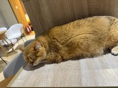 -藏猫猫咖啡主题馆(中央大道店)