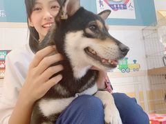 -柴犬高等学院·狗咖·柴犬售卖·宠物训练