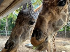 -清迈夜间动物园