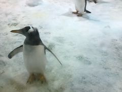 -大连圣亚海洋世界