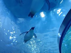 -上海海昌海洋公园
