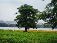 -海珠湖公园