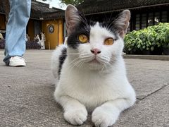 -西园寺素食(西园弄戒幢律寺店)