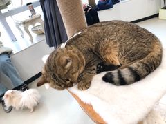 -共舞时光猫咖·狗咖(新街口店)