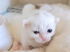 -猫咖时代(中山亭店)