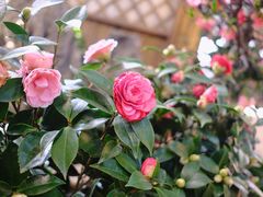 -双季花艺园艺市场(浦东店)
