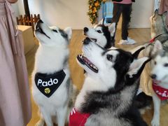 -Husky Go! 哈士奇体验馆·宠物咖啡厅狗咖