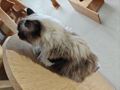 -藏猫猫咖啡主题馆(中央大道店)