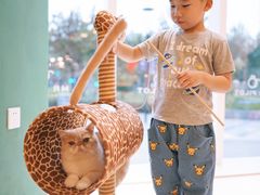 -飞行喵MR PILOT|猫舍·猫咖(静安大融城店)