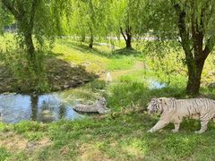 -上海野生动物园