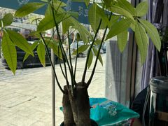 -渔码头食府(蓬莱阁店)