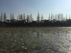 -上海长兴岛郊野公园