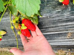 -喜杨洋草莓采摘园