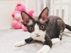 -十年猫舍·猫咪专门店(普陀店)