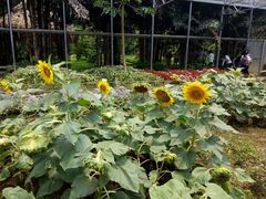 -广东茂名森林公园