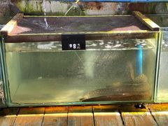 -蓝湾碧波·老字号·疍家非遗海上餐厅
