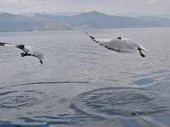 -泸沽湖里格半岛