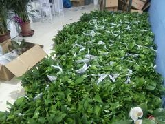 -大自然花鸟鱼虫市场
