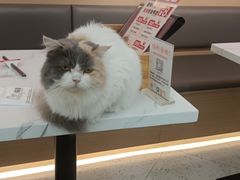 -喵园·猫主题咖啡厅·撸猫·猫咖(国贸店)