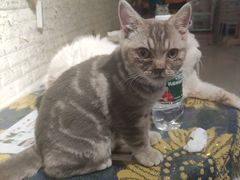 -平行世界·猫咖(首经贸店)