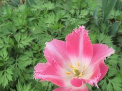 -洛阳郁金香牡丹园