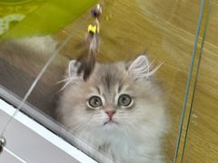 -青奢宠物·青奢猫舍